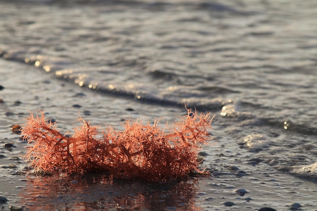 Foto close-up di fiori d'arancia in mare