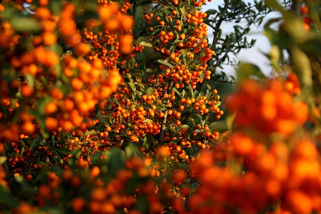 Photo close-up of orange flowers on tree