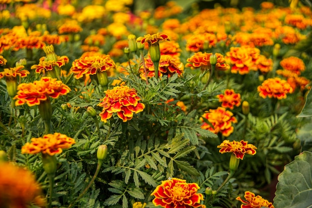 Photo close-up of orange flowers