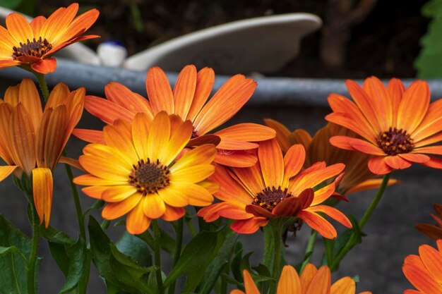 Close-up of orange flowers