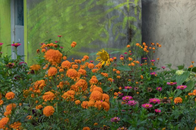 Photo close-up of orange flowers