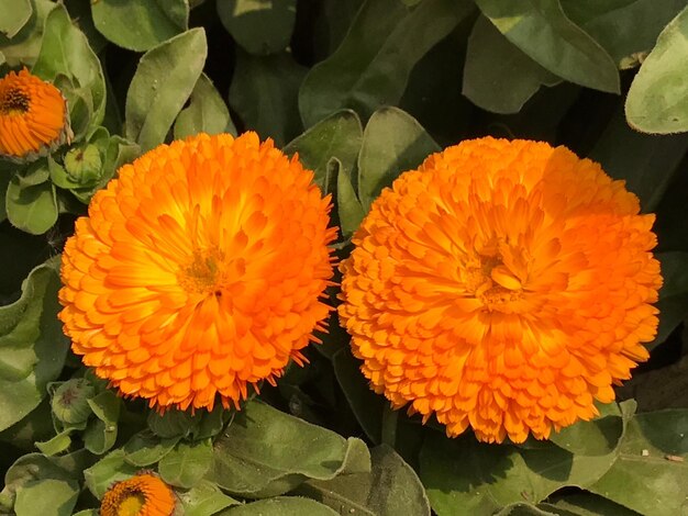 Photo close-up of orange flowers