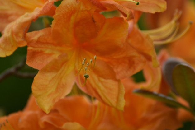 Photo close-up of orange flowers