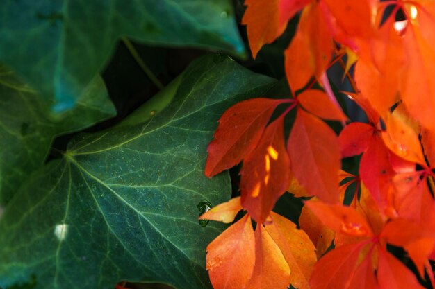 Photo close-up of orange flowers