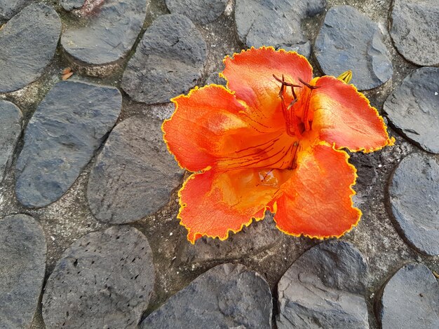 Close-up of orange flowers