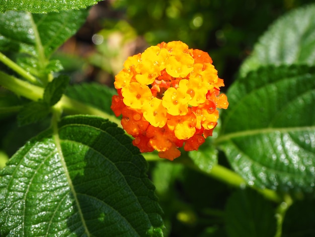 Close-up of orange flowers