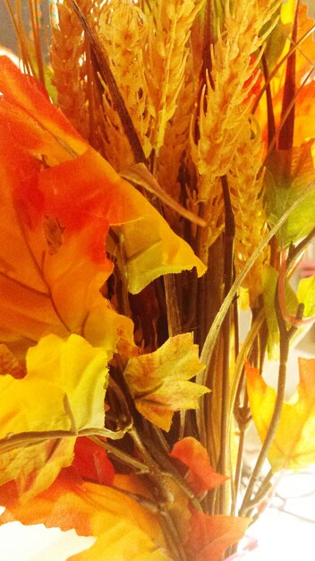 Close-up of orange flowers