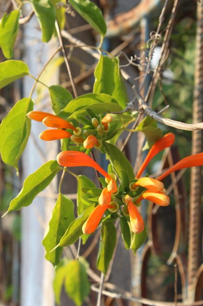 Close-up of orange flowers