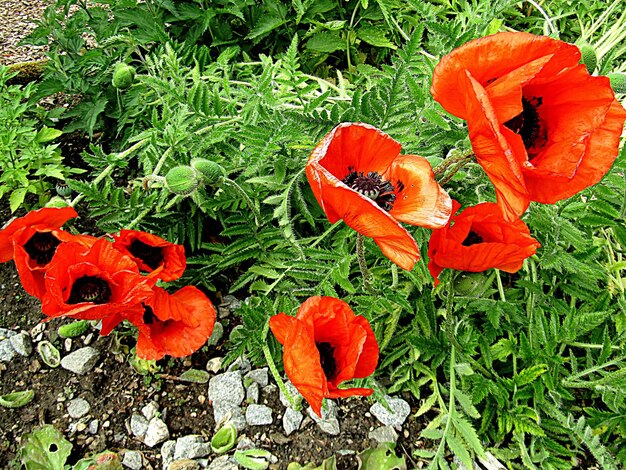 Foto close-up di fiori d'arancia