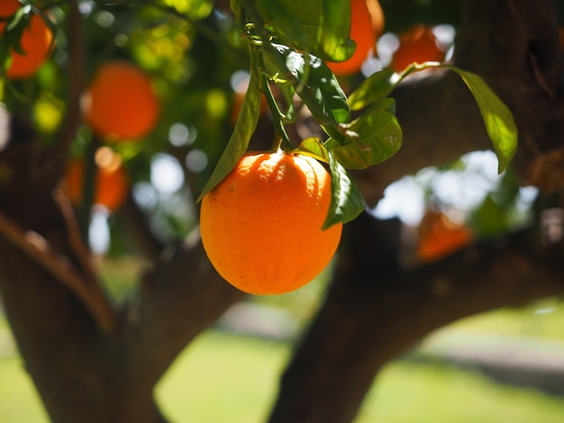 Close-up of orange fruit growing on tree