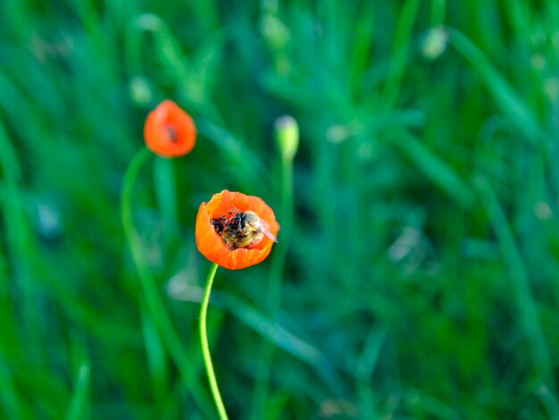 Foto prossimo piano del frutto dell'arancia sulla pianta