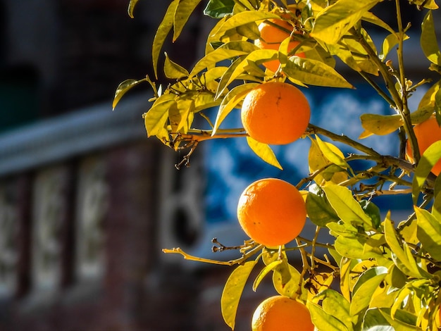 Close-up of orange fruit on tree