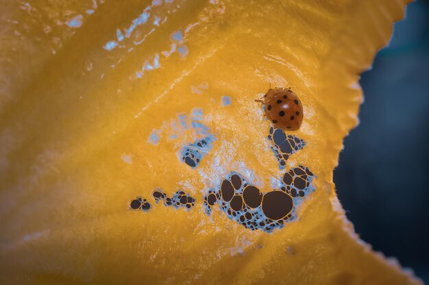 Photo close-up of orange fruit