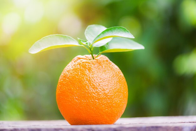 오렌지 과일 의 클로즈업