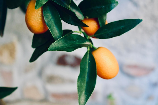 Photo close-up of orange fruit