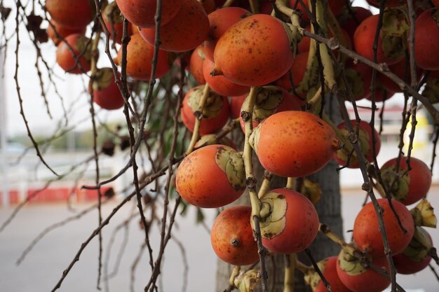 Photo close-up of orange fruits hanging on tree