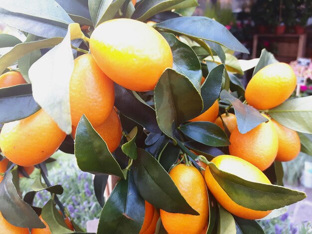 Close-up of orange fruits on tree