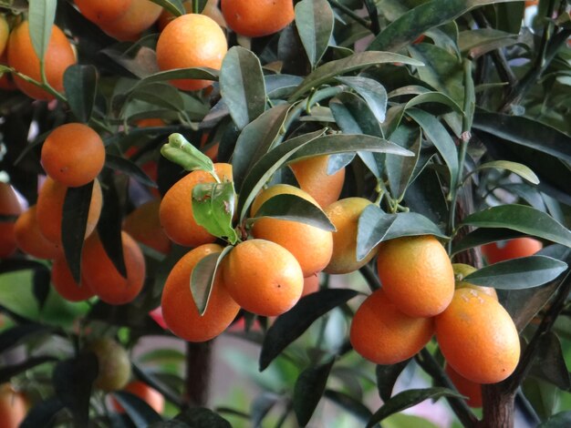 Close-up of orange fruits