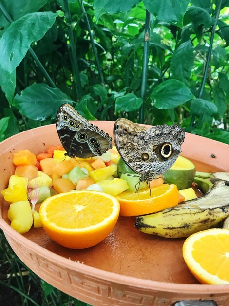 Photo close-up of orange fruits