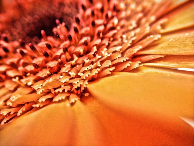 Close-up of orange gerbera daisy