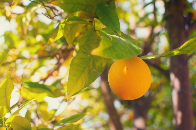 A close up of an orange hanging from a tree