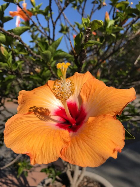 Photo close-up of orange hibiscus blooming outdoors