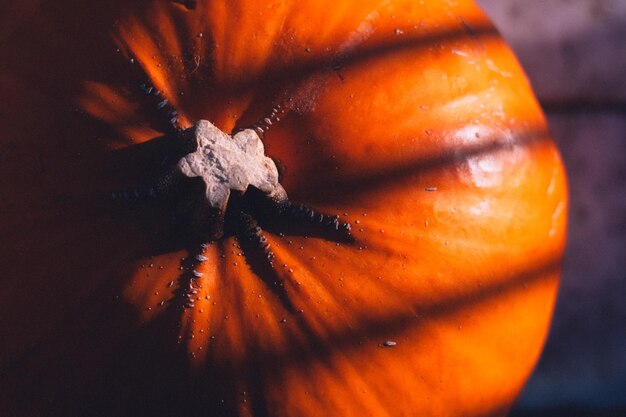 Close-up of orange leaf