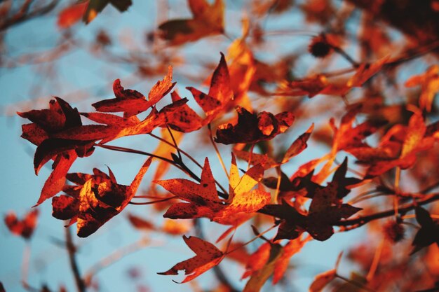 Close-up of orange leaves against blurred background