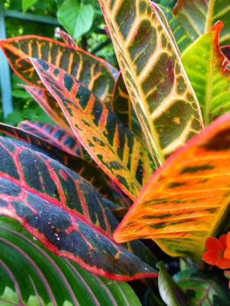 Photo close-up of orange leaves on plant