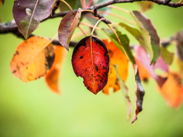 Close-up of orange leaves on plant