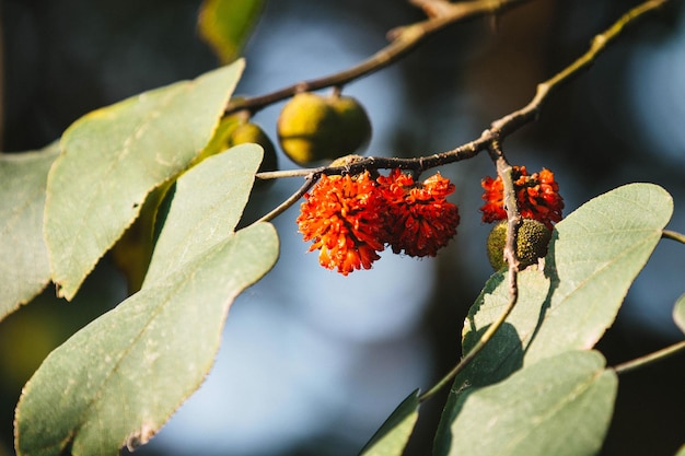 Close-up of orange leaves on tree