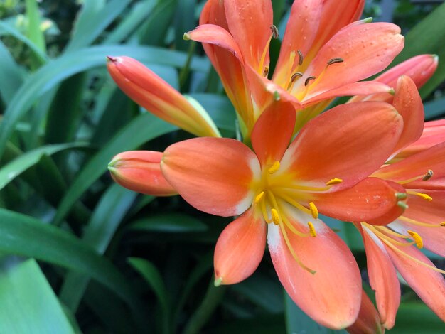 Photo close-up of orange lily of flowering plant