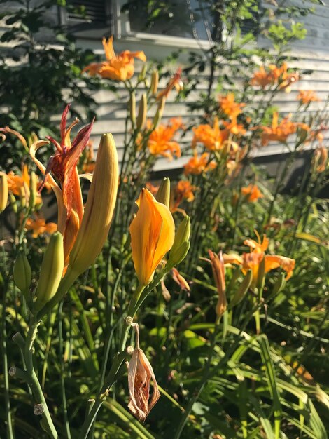 Photo close-up of orange lily flowers on plant