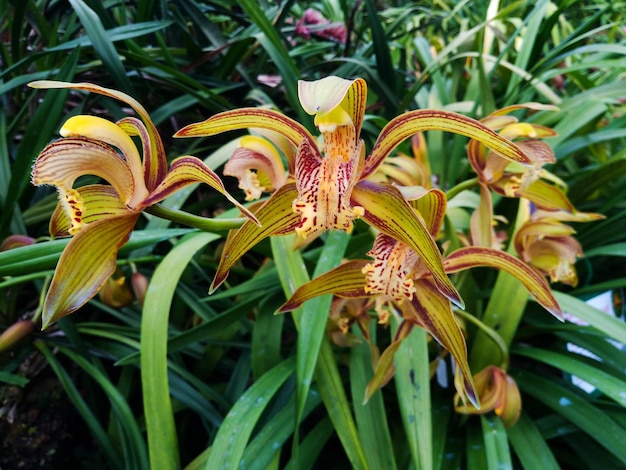 Close-up of orange lily on plant