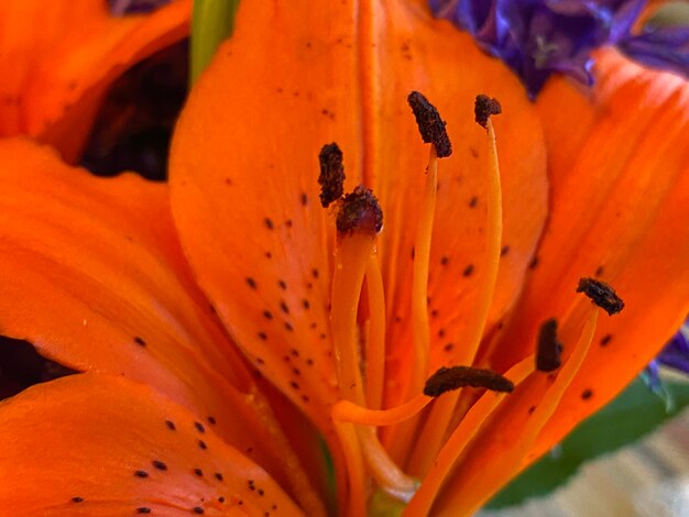 Close-up of orange lily