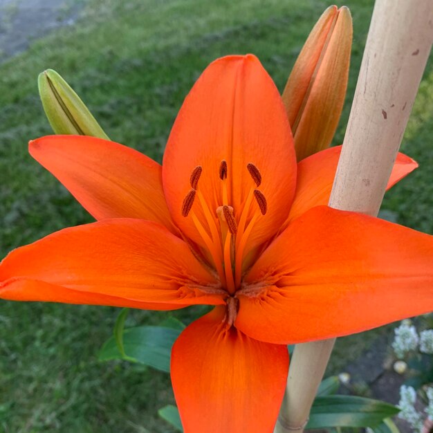 Close-up of orange lily