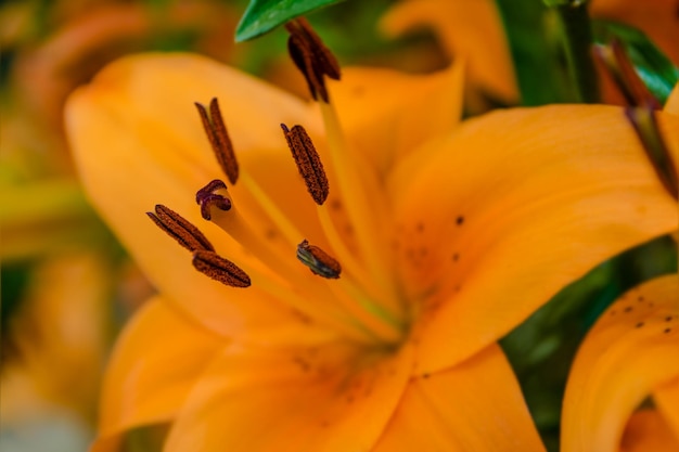 Close-up of orange lily