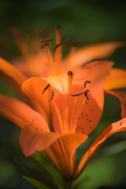 Photo close-up of orange lily