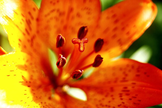 Close-up of orange lily