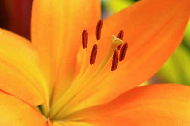 Close-up of orange lily