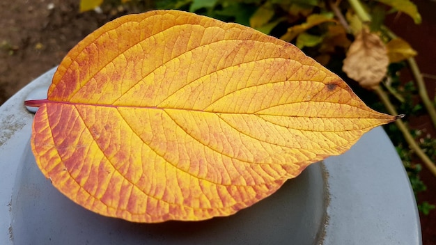 Close-up of orange maple leaf