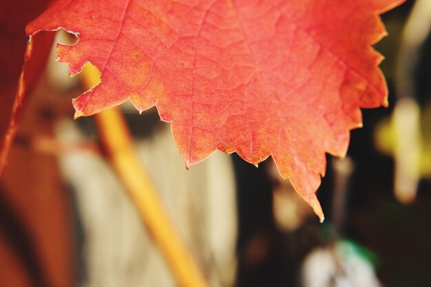 Close-up of orange maple leaves during autumn