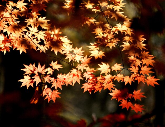 Photo close-up of orange maple leaves on tree