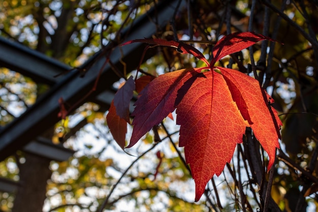 Photo close-up of orange maple leaves on tree