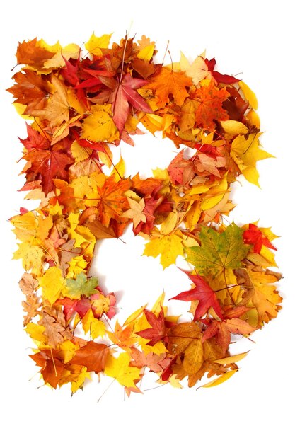 Photo close-up of orange maple leaves on white background