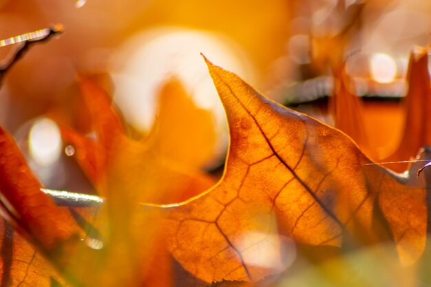 Close-up of orange maple leaves