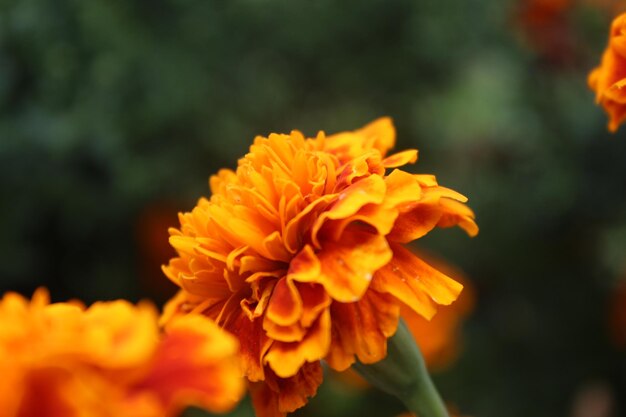 Close-up of orange marigold blooming outdoors