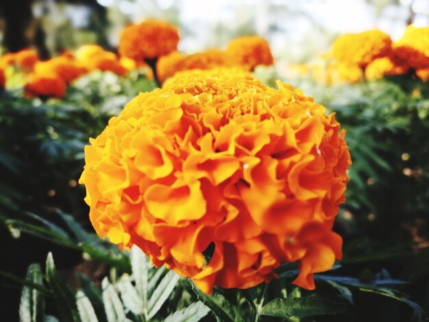 Close-up of orange marigold blooming outdoors