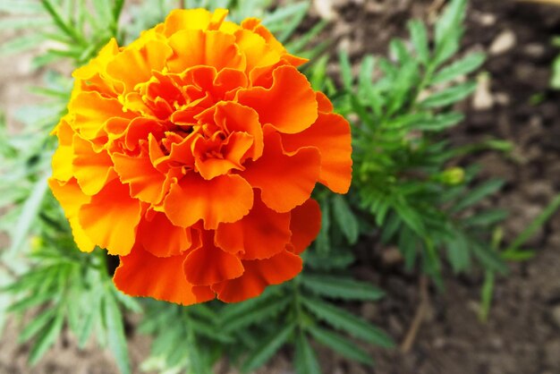 Close-up of orange marigold blooming outdoors