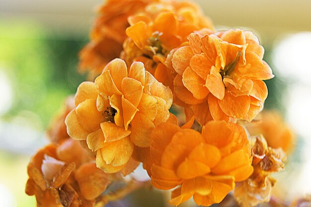 Close-up of orange marigold flower